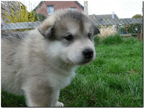 E Wurf 5 Woche 601.jpg